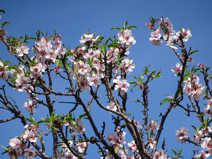 DSC00045 (700x525, 531Kb)