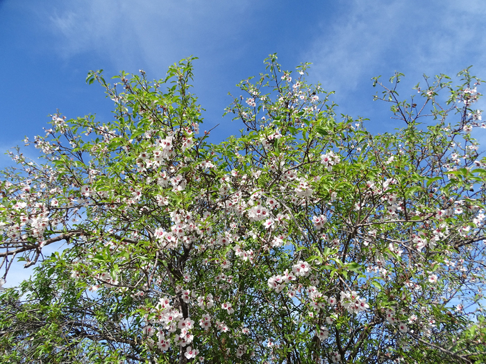 DSC00057 (700x525, 672Kb)