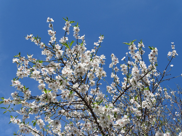 DSC00088 (700x525, 570Kb)