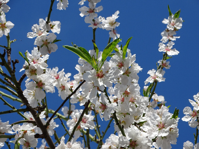 DSC00090 (700x525, 473Kb)