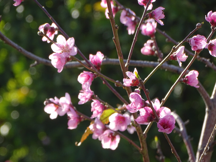 DSC00167 (700x525, 407Kb)