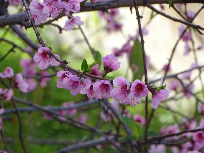 DSC00172 (700x525, 384Kb)