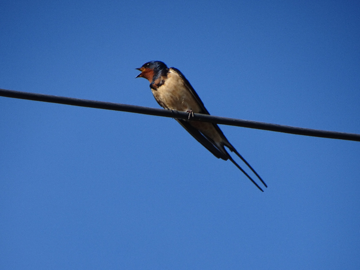 DSC00175 (700x525, 260Kb)