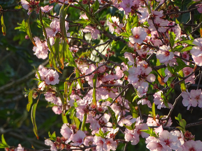 DSC00204 (700x525, 542Kb)