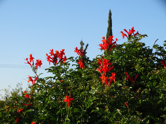 DSC00207 (700x525, 499Kb)