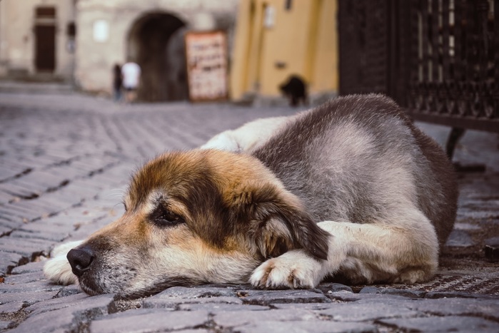 6576548_AdobeStock_209031537 (700x467, 105Kb)
