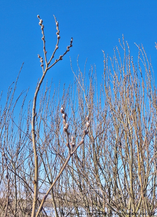 IMG_20250223_164805 (506x700, 448Kb)