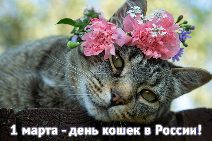 1668275_1m_20_catday690 (690x460, 180Kb)
