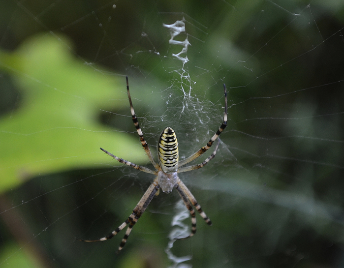 DSC_0099-0 (700x545, 349Kb)