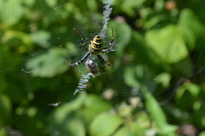 DSC_0107 (700x463, 281Kb)