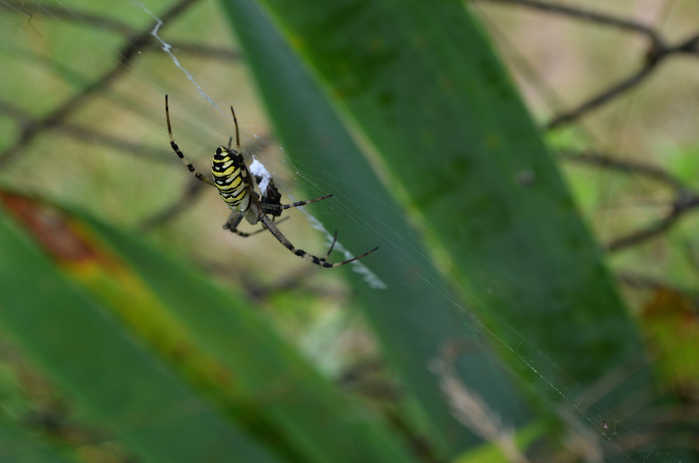 DSC_0088-0 (700x463, 279Kb)