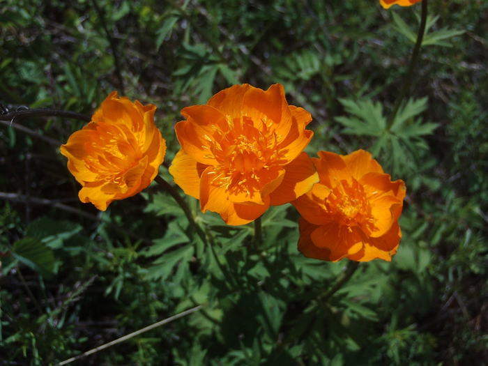 1 (700x525, 420Kb)
