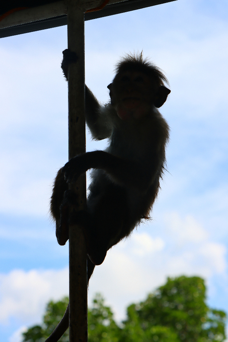 IMG_2002 (466x700, 297Kb)