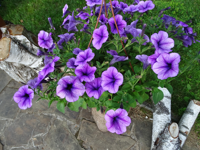 DSC00509 (700x525, 556Kb)