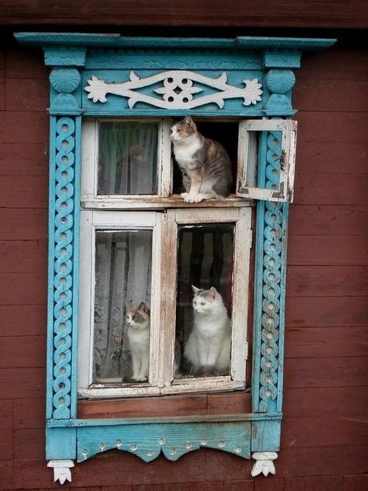 4743317_photo_20240113_121257 (525x700, 88Kb)