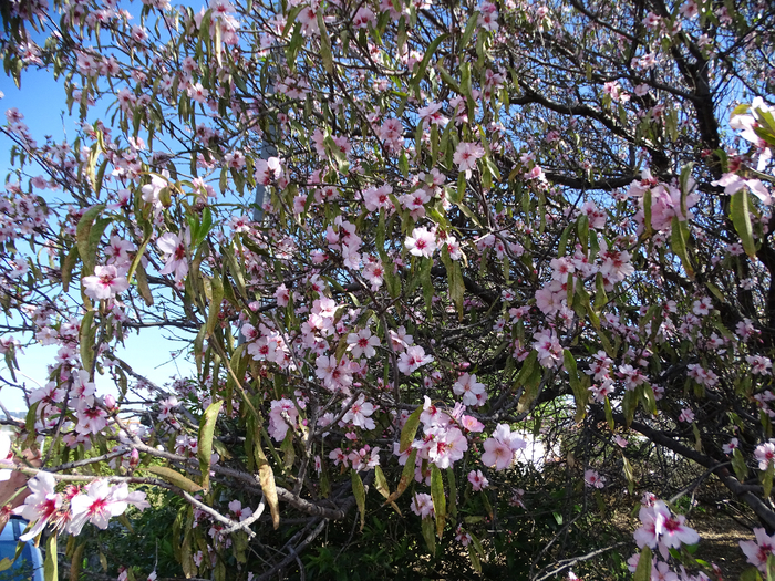 DSC00224 (700x525, 690Kb)