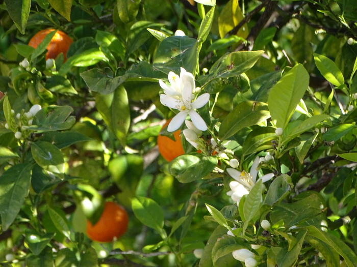 DSC00234 (700x525, 466Kb)