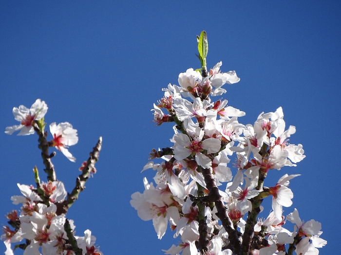 DSC00247 (700x525, 393Kb)