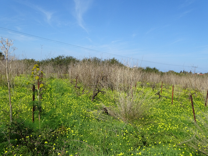 DSC00262 (700x525, 535Kb)