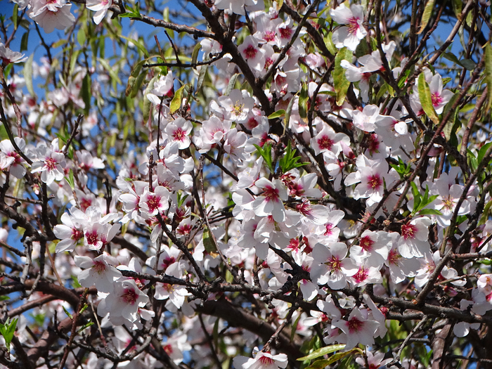 DSC00298 (700x525, 609Kb)