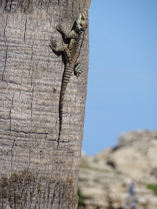 DSC00312 (525x700, 446Kb)