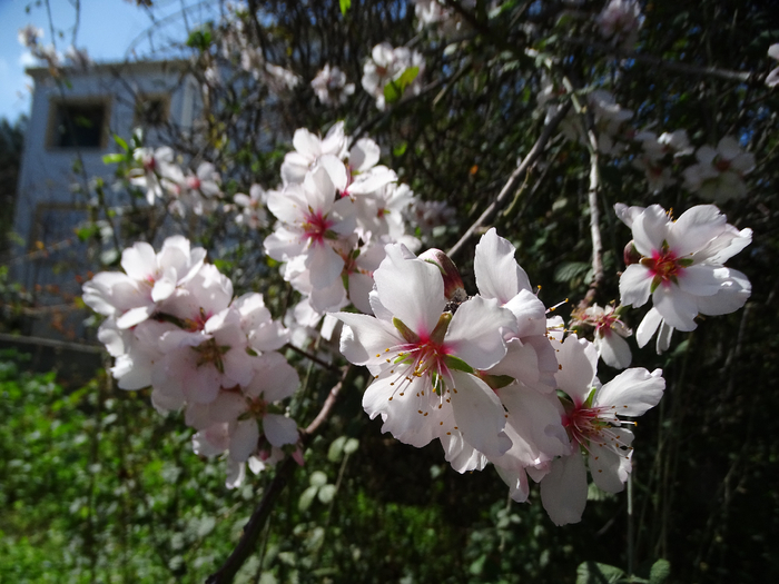 DSC00355 (700x525, 392Kb)