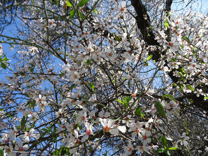 DSC00363 (700x525, 693Kb)