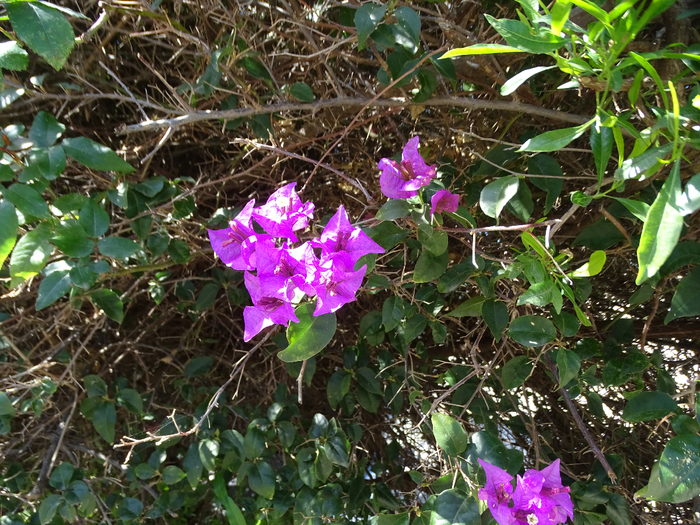 DSC00366 (700x525, 577Kb)