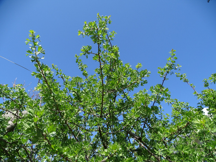 DSC00374 (700x525, 569Kb)
