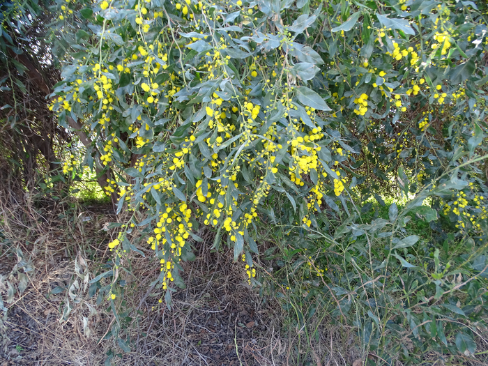 DSC00390 (700x525, 672Kb)
