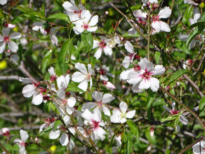 DSC00394 (700x525, 492Kb)