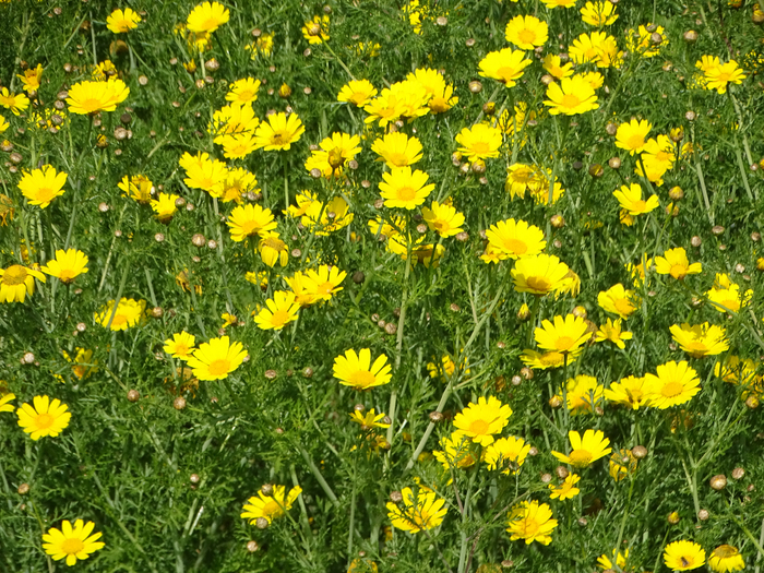 DSC00416 (700x525, 665Kb)