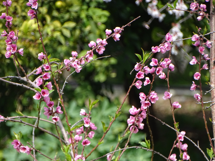 DSC00423 (700x525, 487Kb)