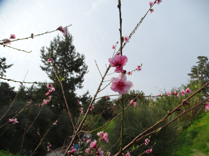 DSC00441 (700x525, 359Kb)