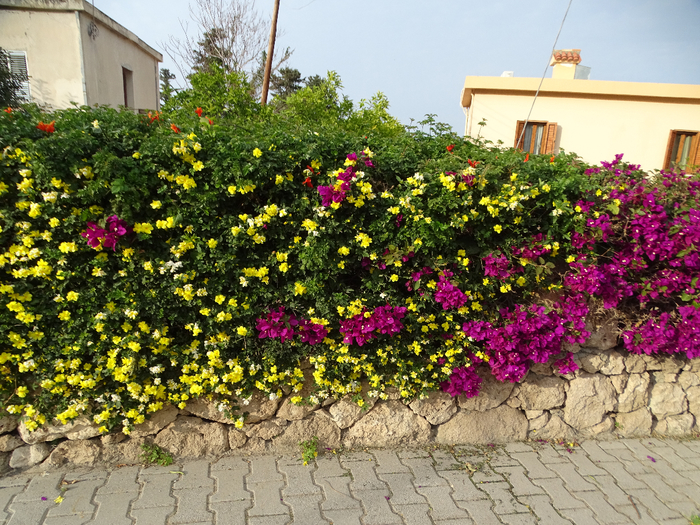 DSC00455 (700x525, 612Kb)