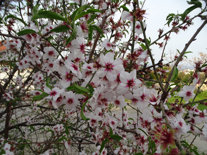 DSC00483 (700x525, 551Kb)