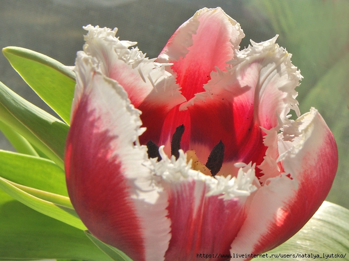 DSC03272 (700x525, 272Kb)