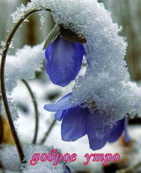 4743317_image (569x700, 103Kb)