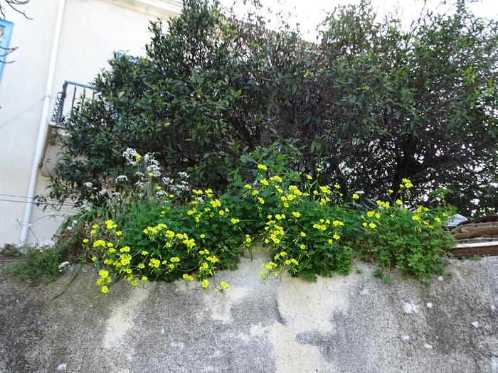 DSC00004 (700x525, 570Kb)