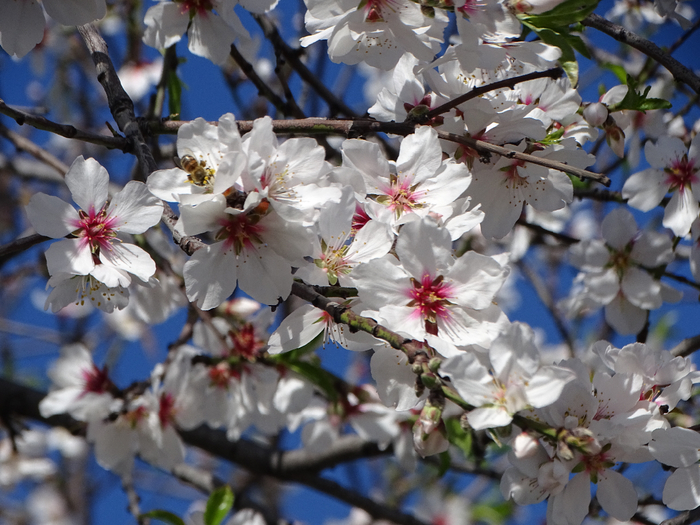 DSC00025 (700x525, 438Kb)