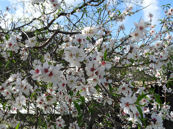 DSC00032 (700x525, 617Kb)