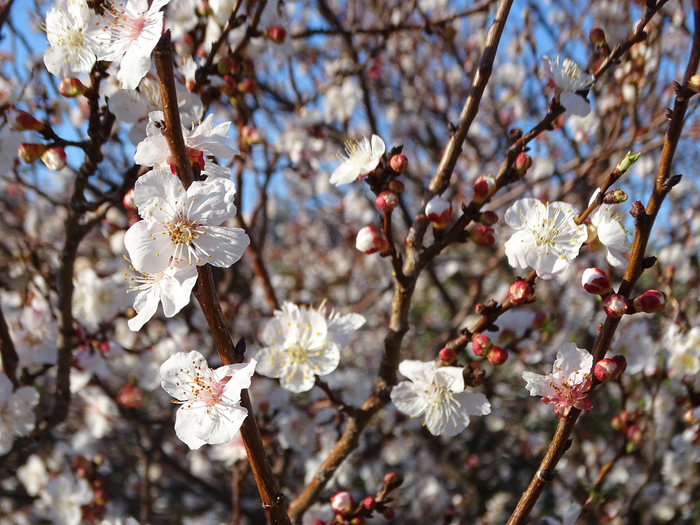 DSC00170 (700x525, 491Kb)