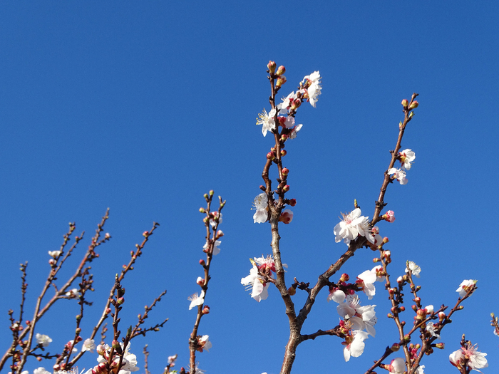 DSC00173 (700x525, 375Kb)