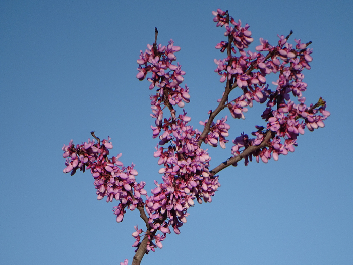 DSC00188 (700x525, 382Kb)