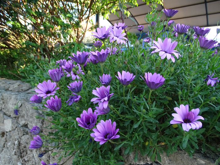 DSC00192 (700x525, 591Kb)