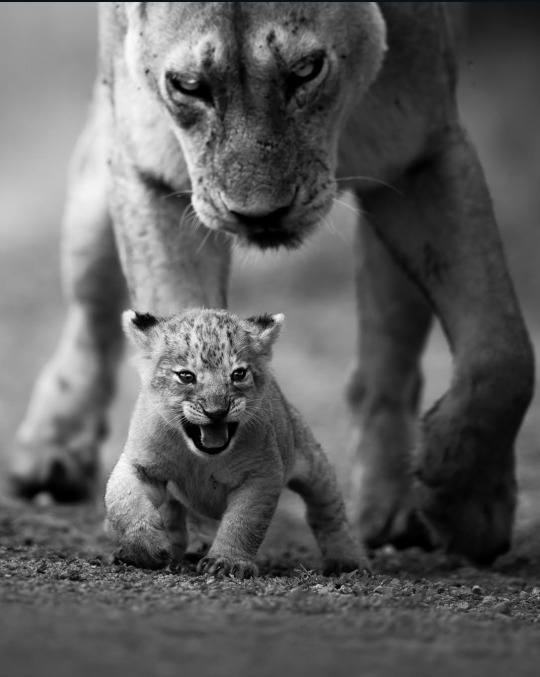 4384049_leo (540x677, 66Kb)