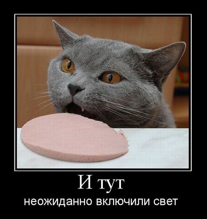 4743317_demotivatory_52 (662x700, 62Kb)