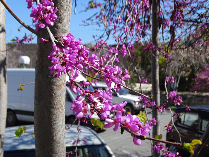 DSC00229 (700x525, 506Kb)
