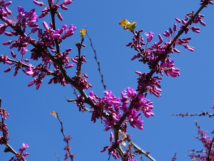 DSC00237 (700x525, 460Kb)