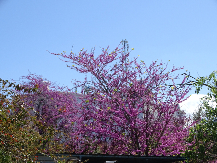 DSC00240 (700x525, 505Kb)